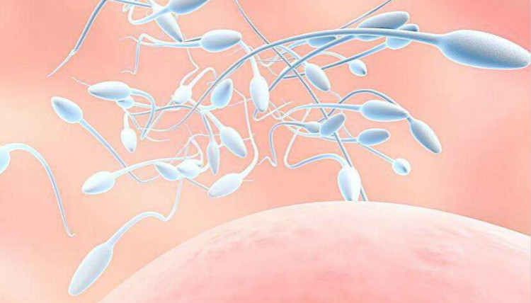 卵子和精子结合后会有哪些神奇的表现